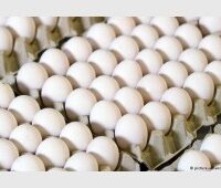 بيض سنقرط غير مغلف جامبو