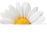 اليوم